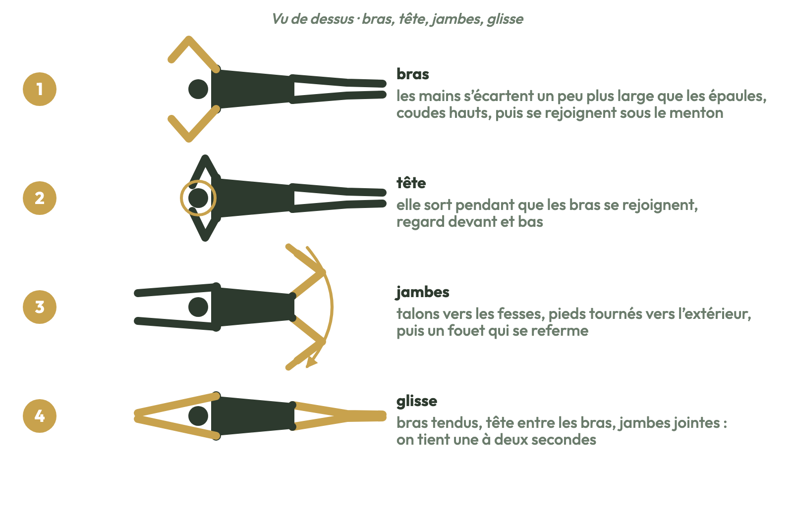 La brasse vue de dessus : bras, tête, jambes, glisse.