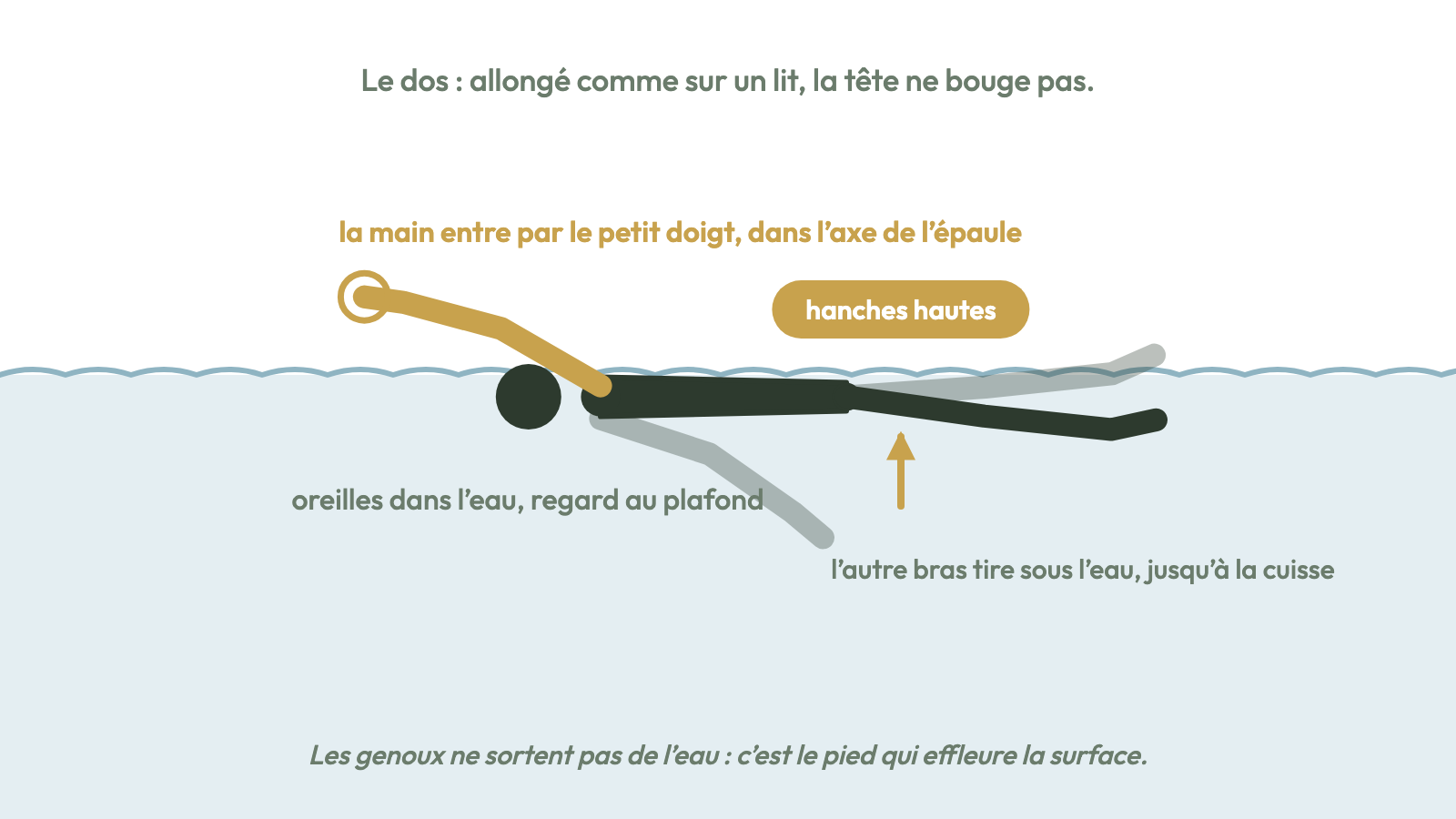 Dos crawlé : oreilles dans l'eau, hanches hautes, la main entre par le petit doigt.