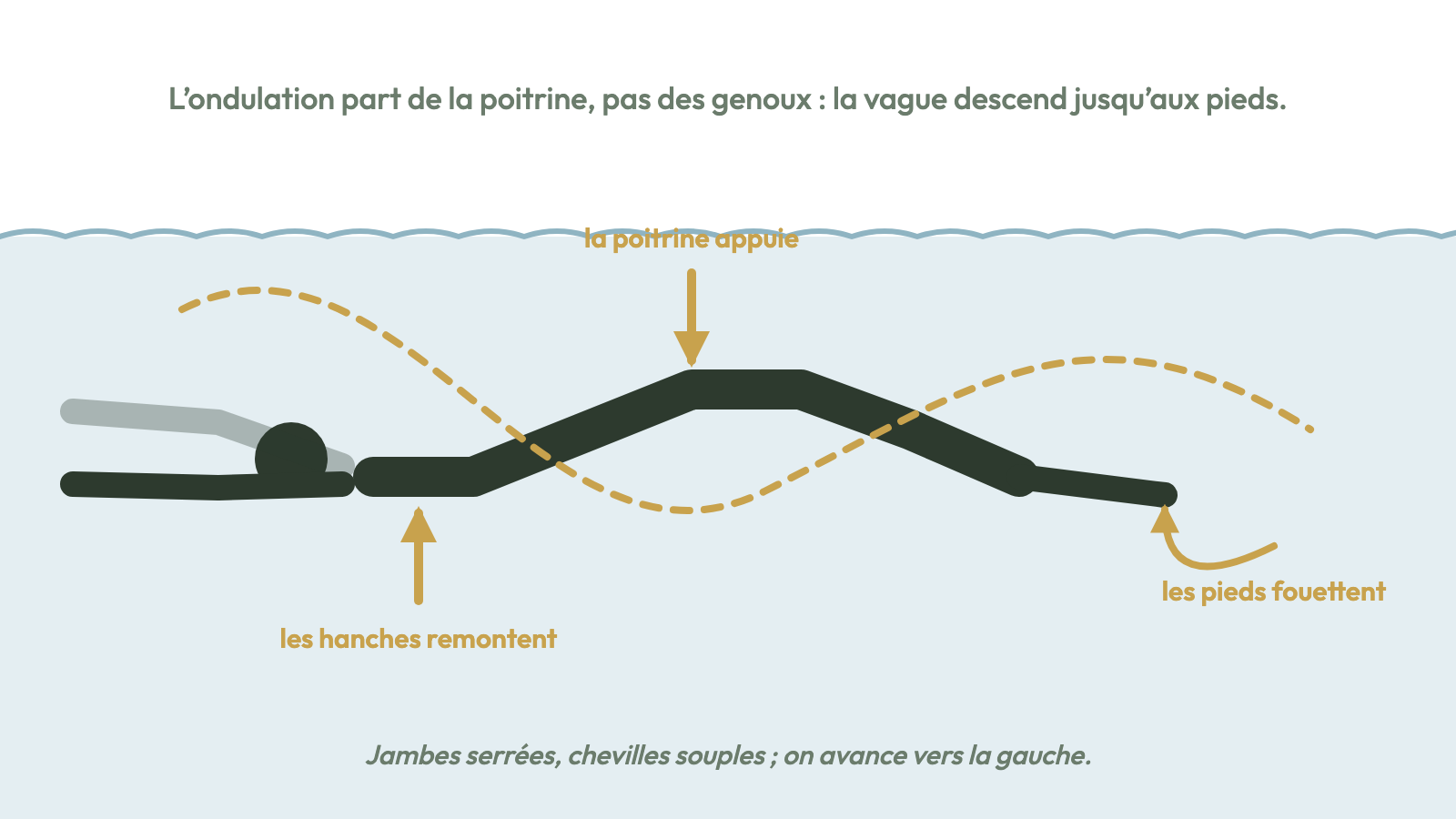 L'ondulation part de la poitrine : les hanches remontent, les pieds fouettent.