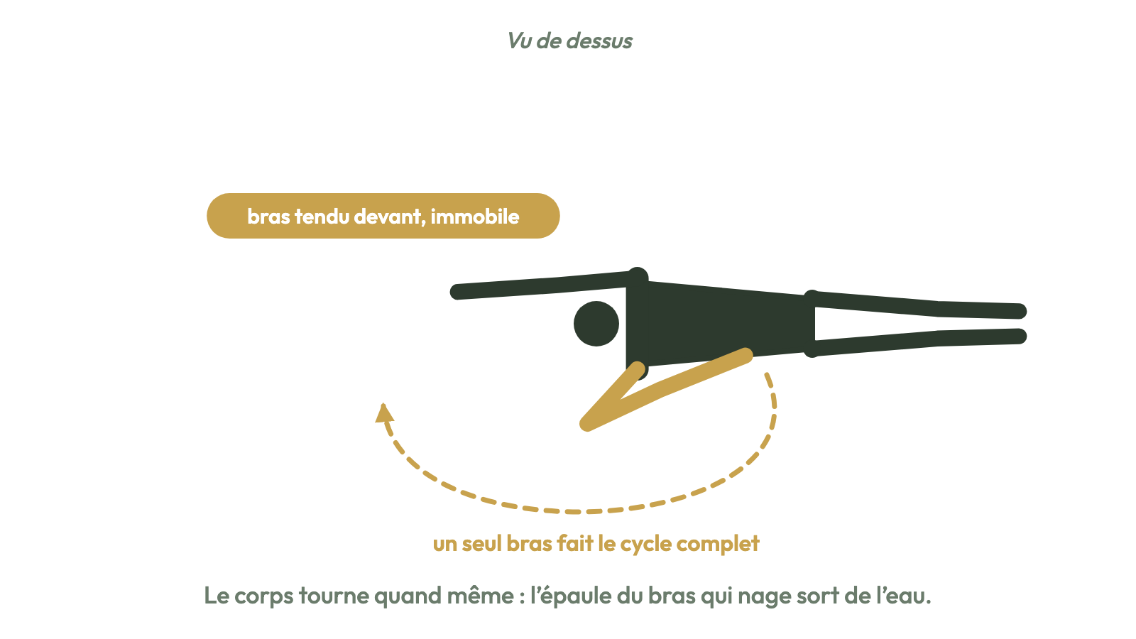 Crawl un bras : un bras reste tendu devant, l'autre fait le cycle complet.